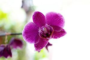 Orchid Flowering Plant photo