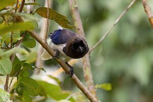 Curl crested Jay Bird photo