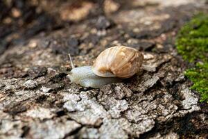 White Helicinan Snail photo