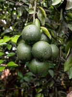 closeup on green fruits photo