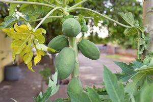 árbol de papaya con frutas foto