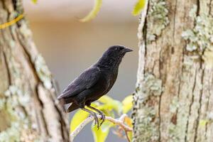 mirlo chopi negro foto