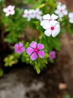 White and Pink Madagascar Periwinkle Flower photo