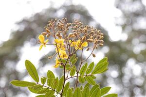 Small Yellow Flowering Plant photo