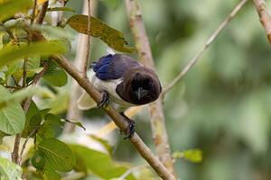 Curl crested Jay Bird photo