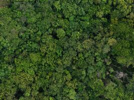 aéreo arboles en bosque foto