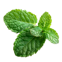 mint leaves on isolated transparent background png