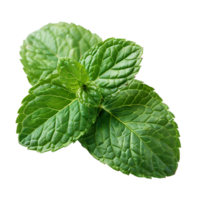 mint leaves on isolated transparent background png