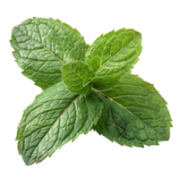 menthe feuilles sur isolé transparent Contexte png