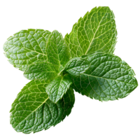 mint leaves on isolated transparent background png