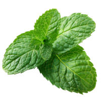 mint leaves on isolated transparent background png