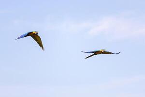 Adult Blue-and-yellow Macaws photo