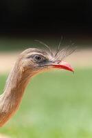 Red Legged Seriema Animal photo