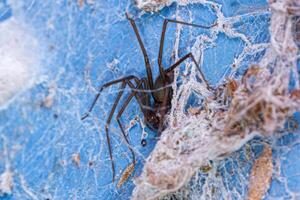 Adult Recluse Spider photo