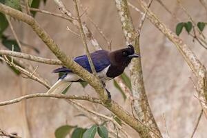 Curl crested Jay Bird photo