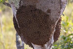 Termite Mound in a tree trunk photo