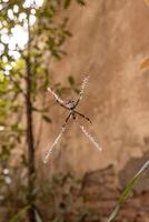 Orbweaver de jardín plateado hembra adulta foto