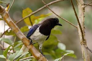 Curl crested Jay Bird photo