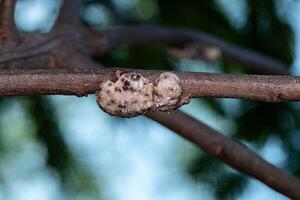 White Tortoise Scales photo