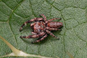 Small Jumping Spider photo