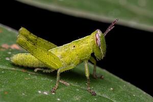 Short-horned Grasshopper Nymph photo