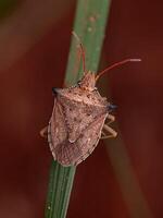 Adult Green belly bug photo