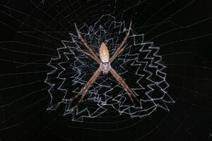 Small Silver Garden Orbweaver Spider photo