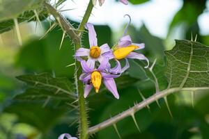 Small Nightshade Plant photo