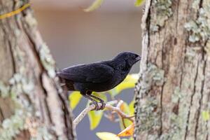 mirlo chopi negro foto