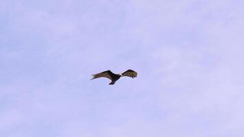 Lesser Yellow headed Vulture photo