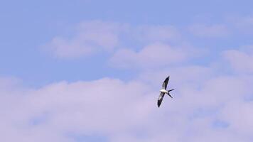 Swallow tailed Kite Bird photo