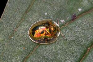 Adult Yellow Tortoise Beetle photo