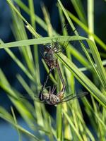 adulto libélulas insectos acoplamiento foto
