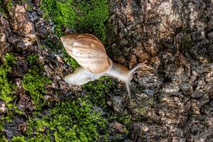 White Helicinan Snail photo