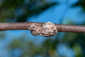 White Tortoise Scales photo