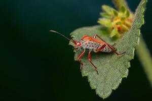 Adult Leaf-footed Bug photo