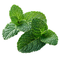 mint leaves on isolated transparent background png