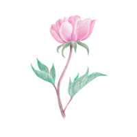 Hand-Drawn Blooming Flower - Spring Flower Illustration png