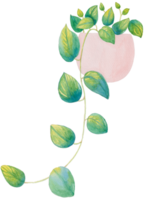 söt vattenfärg växt ClipArt - ladda ner botanisk illustration png