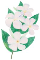 disegnato a mano fioritura fiore - primavera fiore illustrazione png