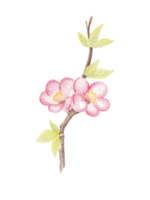 handgemalt Blühen Blume - - Frühling Blume Illustration png