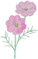 Hand-Drawn Blooming Flower - Spring Flower Illustration png