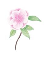 Hand-Drawn Blooming Flower - Spring Flower Illustration png