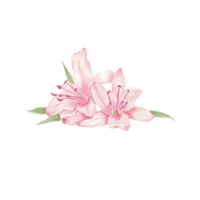 desenhado à mão florescendo flor - Primavera flor ilustração png