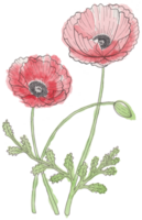 Hand-Drawn Blooming Flower - Spring Flower Illustration png