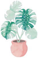 söt vattenfärg växt ClipArt - ladda ner botanisk illustration png