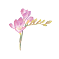 hand getekend bloeiend bloem - voorjaar bloem illustratie png