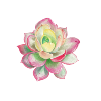 linda acuarela cactus clipart - descargar suculento ilustración png