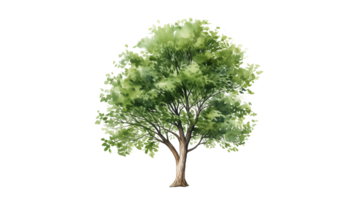 Watercolor tree cut out. Green tree in watercolor on transparent background png