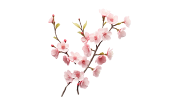 Spring flower branch cut out. Isolated spring branch with flower on transparent background png